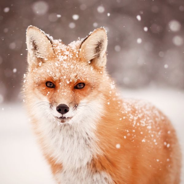 Fox in Snow, copyright 2019